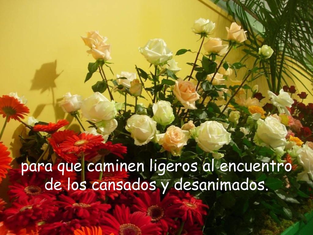 para que caminen ligeros al encuentro de los cansados y desanimados.