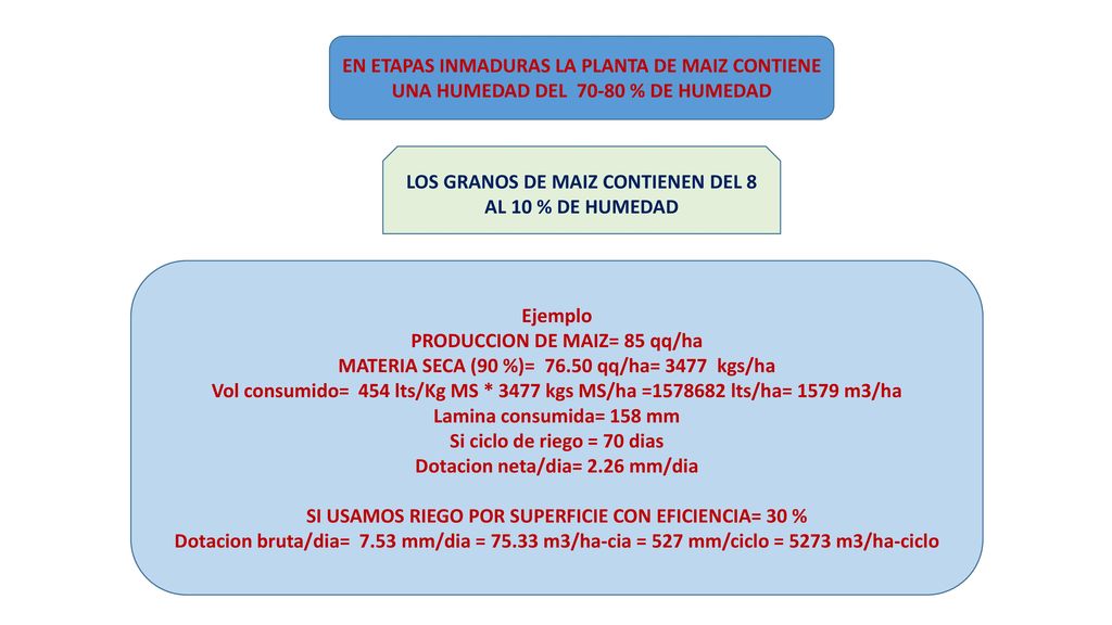 LOS GRANOS DE MAIZ CONTIENEN DEL 8 AL 10 % DE HUMEDAD