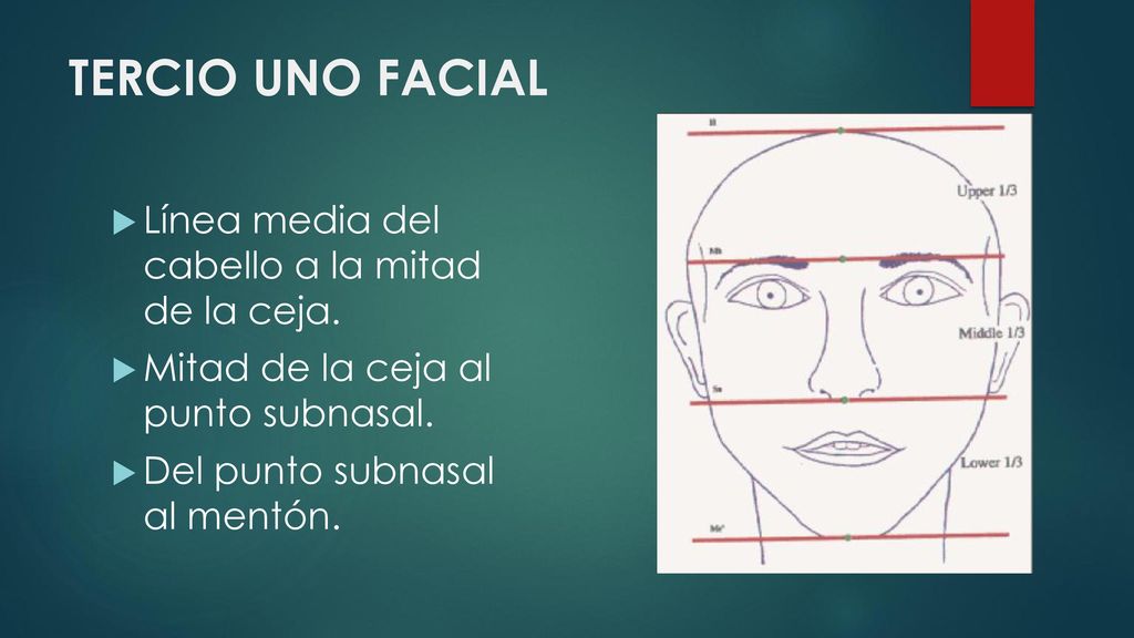 TERCIO UNO FACIAL Línea media del cabello a la mitad de la ceja.