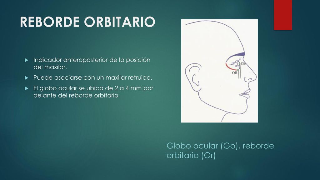 REBORDE ORBITARIO Globo ocular (Go), reborde orbitario (Or)