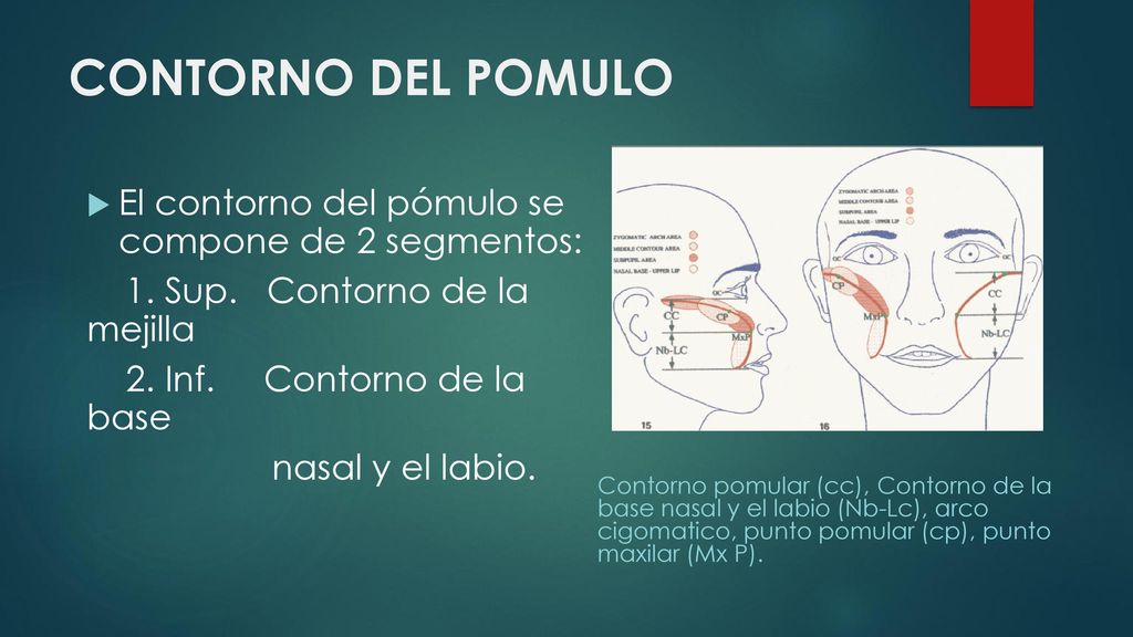 CONTORNO DEL POMULO El contorno del pómulo se compone de 2 segmentos:
