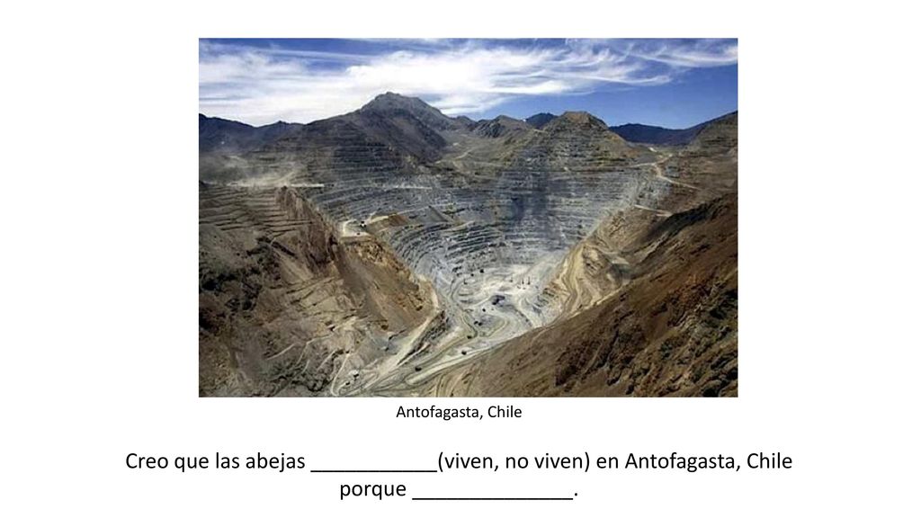 Creo que las abejas ___________(viven, no viven) en Antofagasta, Chile
