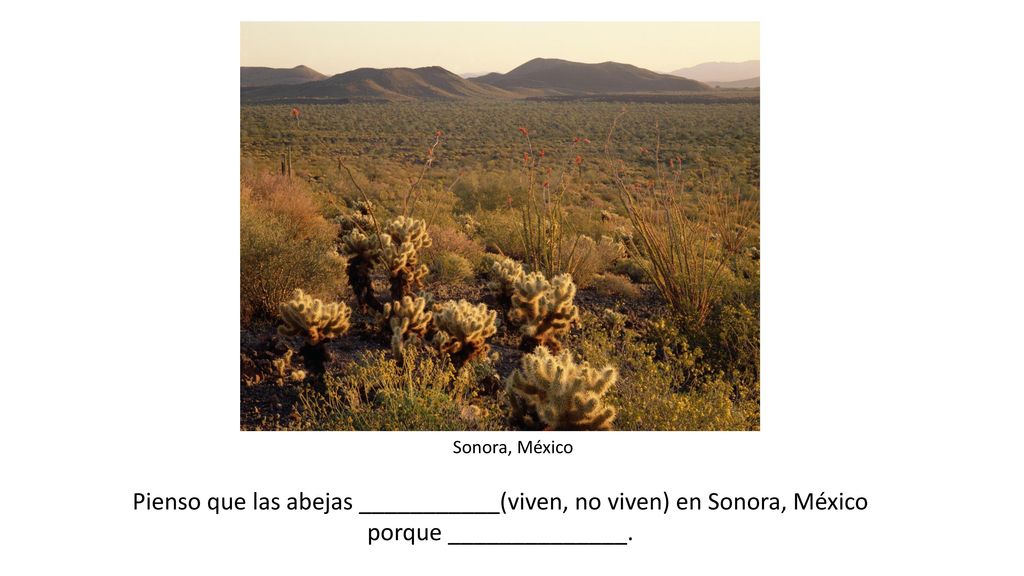 Pienso que las abejas ___________(viven, no viven) en Sonora, México