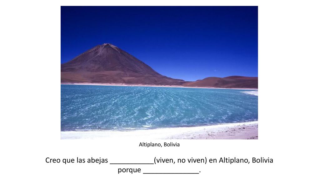 Creo que las abejas ___________(viven, no viven) en Altiplano, Bolivia