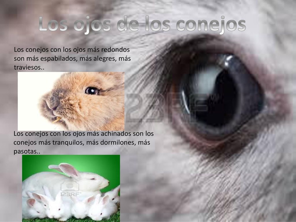 Los ojos de los conejos Los ojos de los conejos
