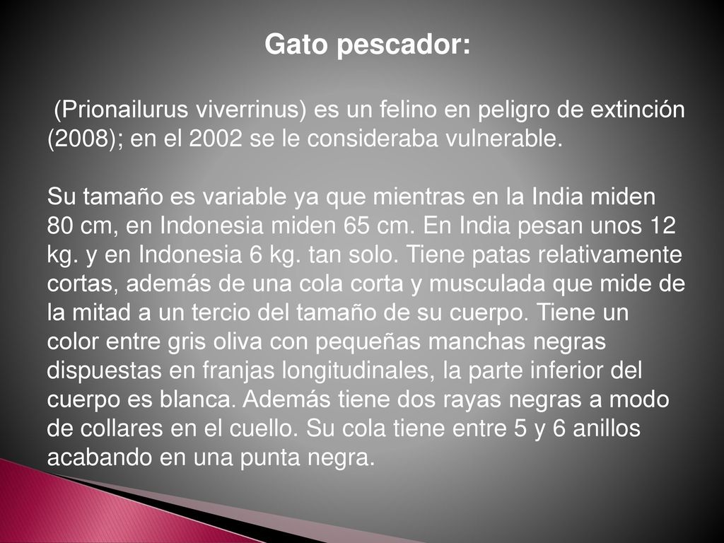 Gato pescador: (Prionailurus viverrinus) es un felino en peligro de extinción (2008); en el 2002 se le consideraba vulnerable.