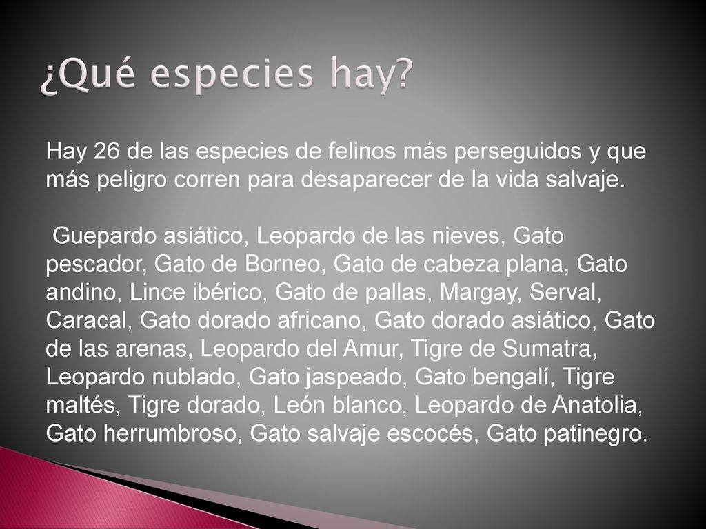 ¿Qué especies hay Hay 26 de las especies de felinos más perseguidos y que más peligro corren para desaparecer de la vida salvaje.