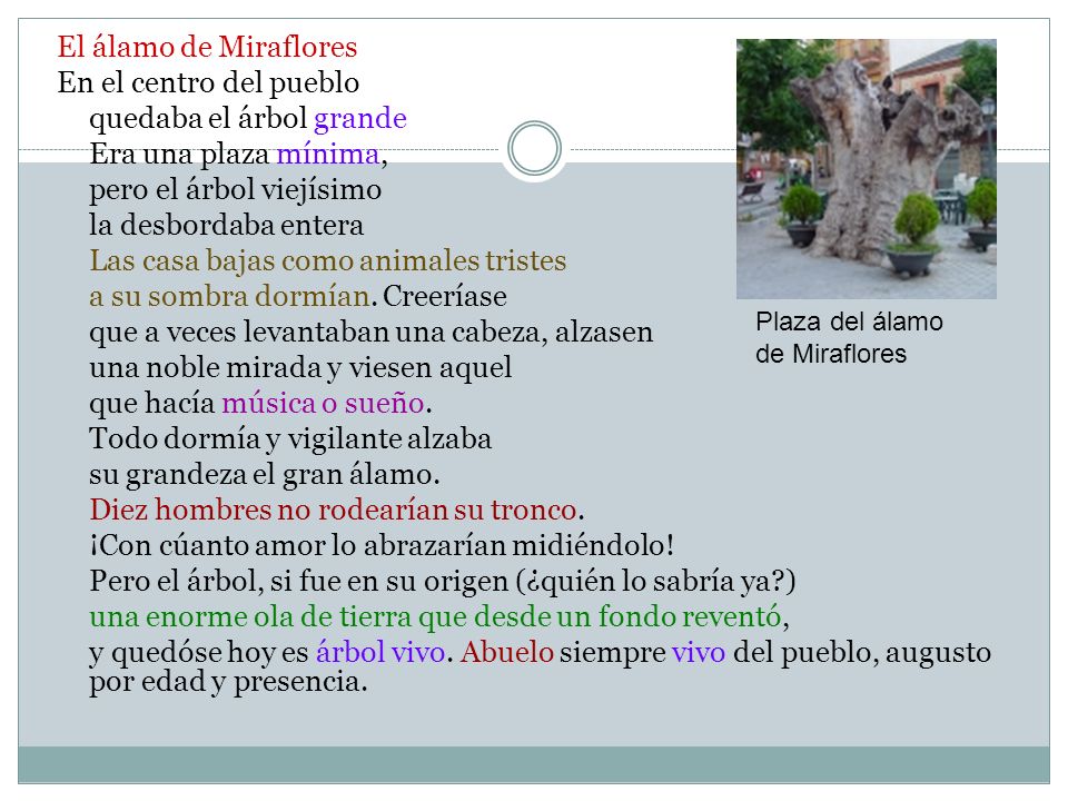quedaba el árbol grande Era una plaza mínima, pero el árbol viejísimo