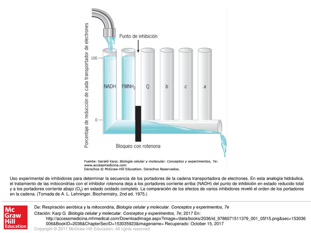 Uso experimental de inhibidores para determinar la secuencia de los portadores de la cadena transportadora de electrones. En esta analogía hidráulica, el tratamiento de las mitocondrias con el inhibidor rotenona deja a los portadores corriente arriba (NADH) del punto de inhibición en estado reducido total y a los portadores corriente abajo (O2) en estado oxidado completo. La comparación de los efectos de varios inhibidores reveló el orden de los portadores en la cadena. (Tomada de A. L. Lehninger, Biochemistry, 2nd ed )