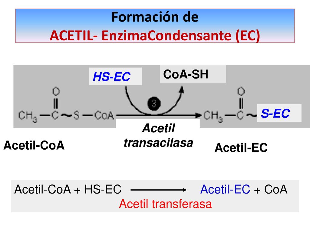 Formación de ACETIL- EnzimaCondensante (EC) 1°) Adición del grupo acetilo