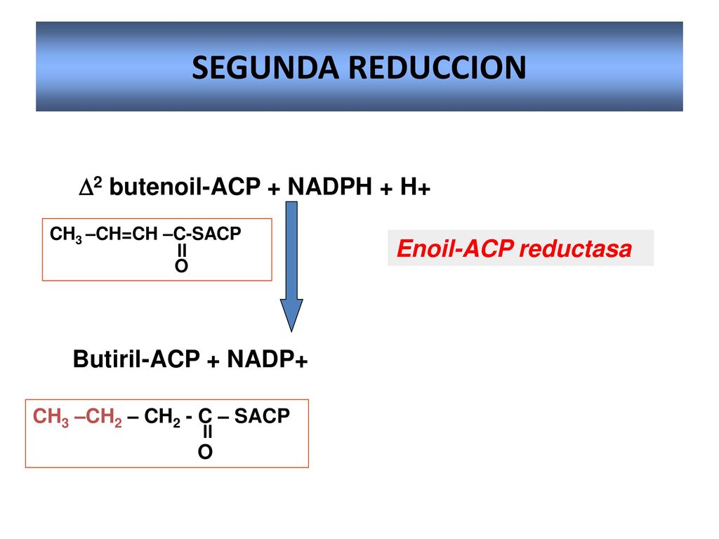 SEGUNDA REDUCCION D2 butenoil-ACP + NADPH + H+ Enoil-ACP reductasa