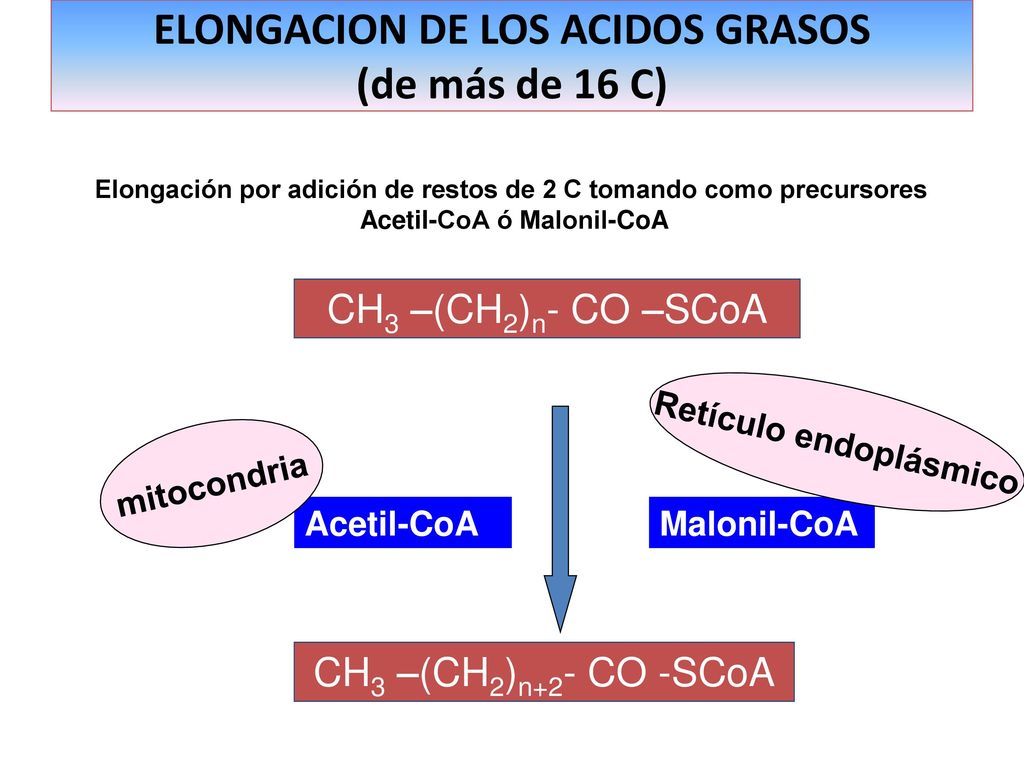 ELONGACION DE LOS ACIDOS GRASOS (de más de 16 C)
