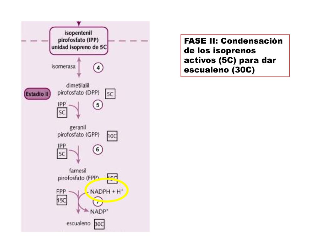 FASE II: Condensación de los isoprenos activos (5C) para dar escualeno (30C)