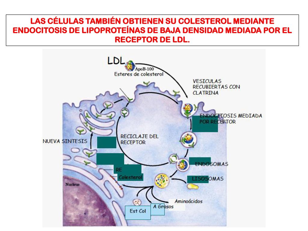 LAS CÉLULAS TAMBIÉN OBTIENEN SU COLESTEROL MEDIANTE ENDOCITOSIS DE LIPOPROTEÍNAS DE BAJA DENSIDAD MEDIADA POR EL RECEPTOR DE LDL.