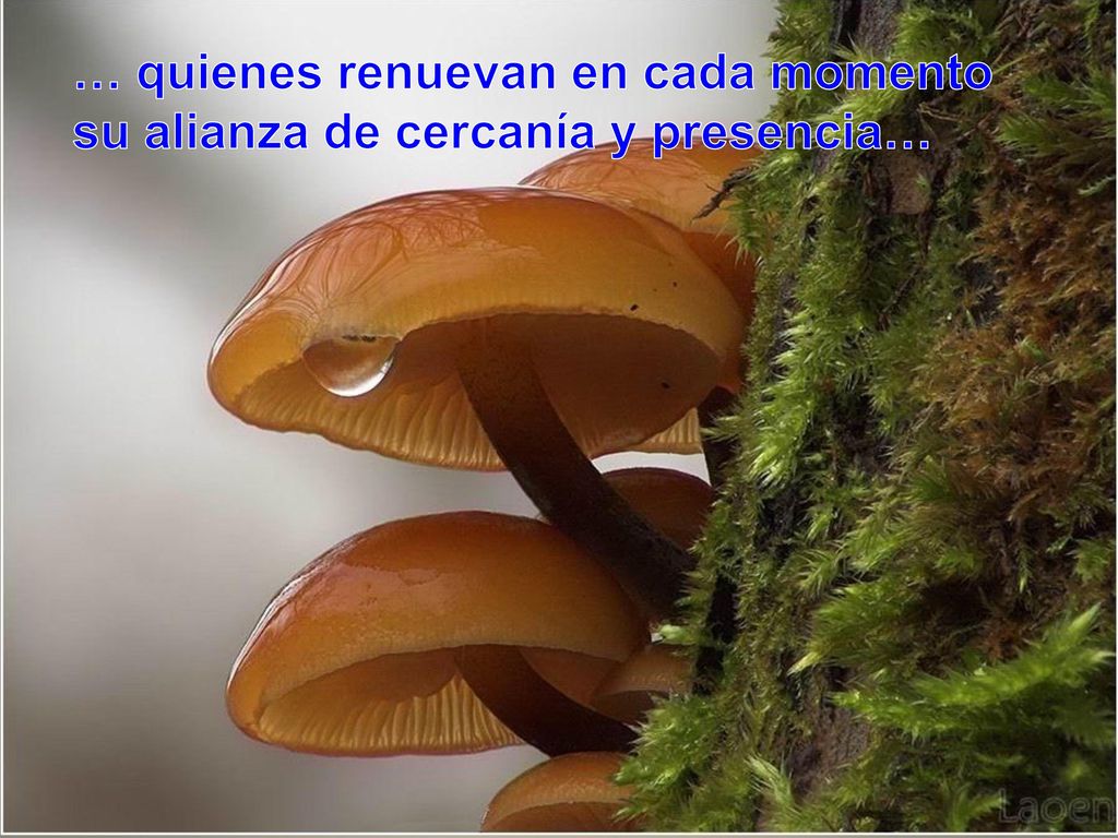 … quienes renuevan en cada momento su alianza de cercanía y presencia…