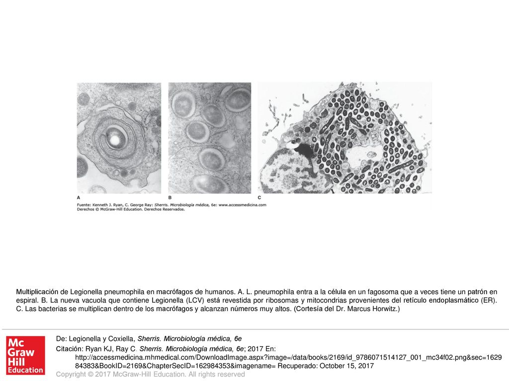 Multiplicación de Legionella pneumophila en macrófagos de humanos. A. L. pneumophila entra a la célula en un fagosoma que a veces tiene un patrón en espiral. B. La nueva vacuola que contiene Legionella (LCV) está revestida por ribosomas y mitocondrias provenientes del retículo endoplasmático (ER). C. Las bacterias se multiplican dentro de los macrófagos y alcanzan números muy altos. (Cortesía del Dr. Marcus Horwitz.)