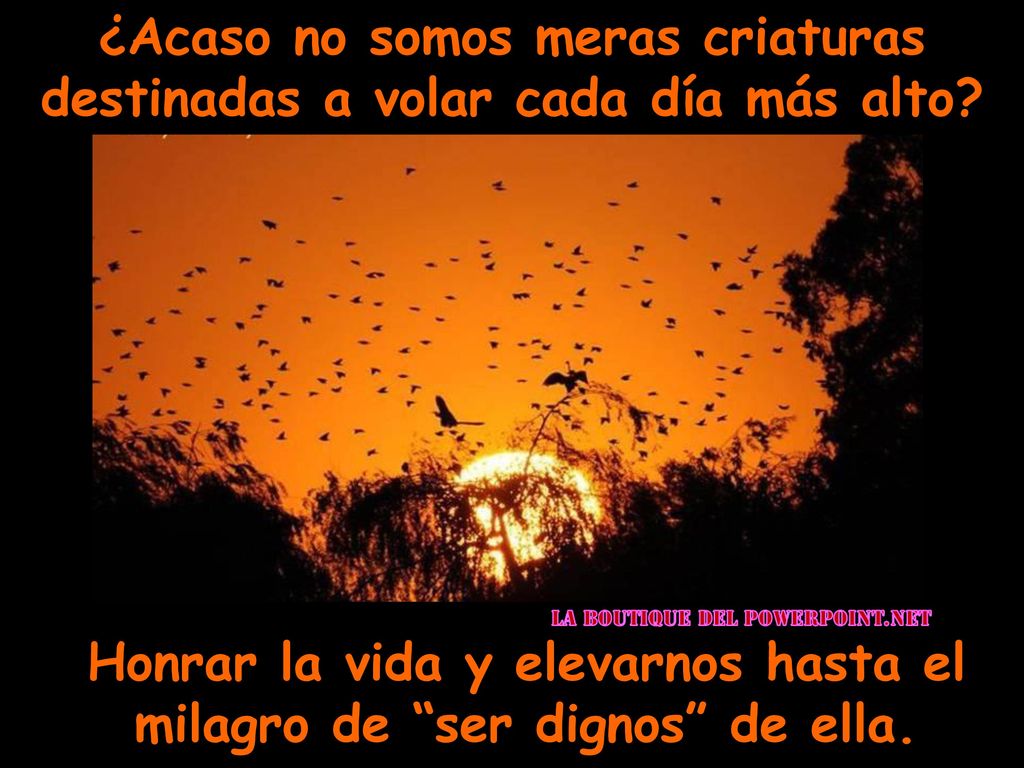 ¿Acaso no somos meras criaturas destinadas a volar cada día más alto