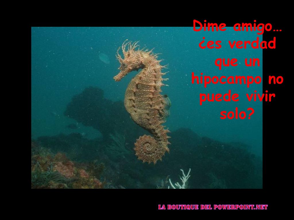 Dime amigo… ¿es verdad que un hipocampo no puede vivir solo