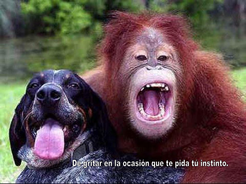 De gritar en la ocasión que te pida tú instinto.