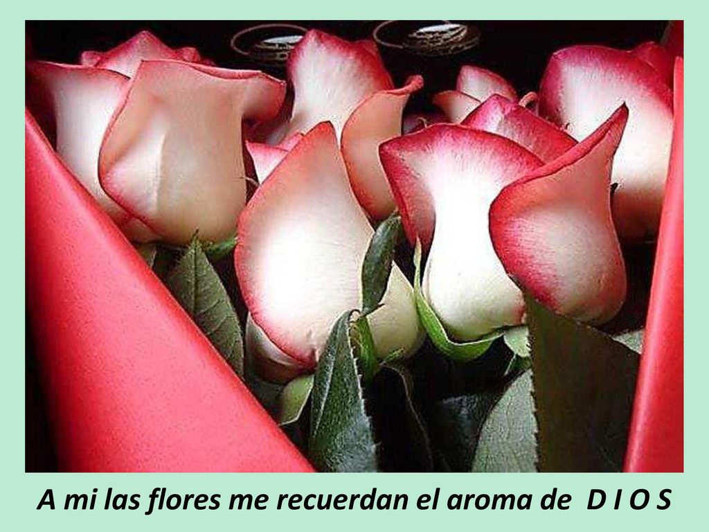 A mi las flores me recuerdan el aroma de D I O S
