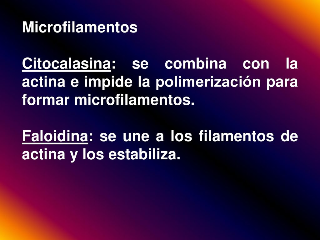 Microfilamentos Citocalasina: se combina con la actina e impide la polimerización para formar microfilamentos.