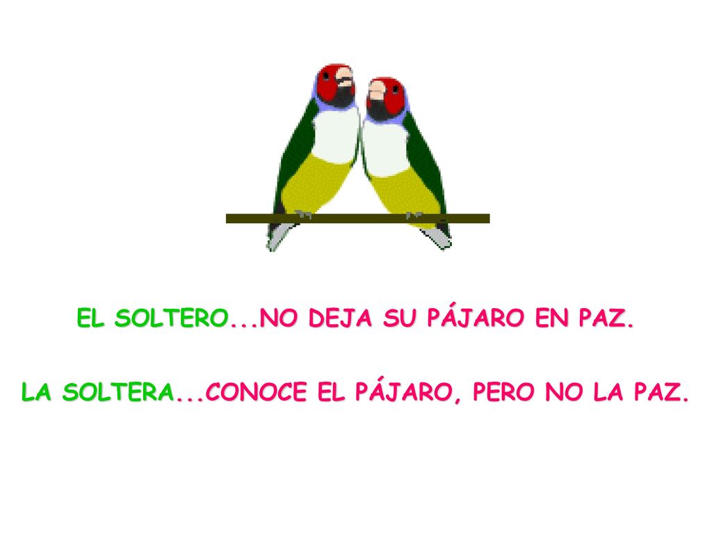 EL SOLTERO. NO DEJA SU PÁJARO EN PAZ. LA SOLTERA
