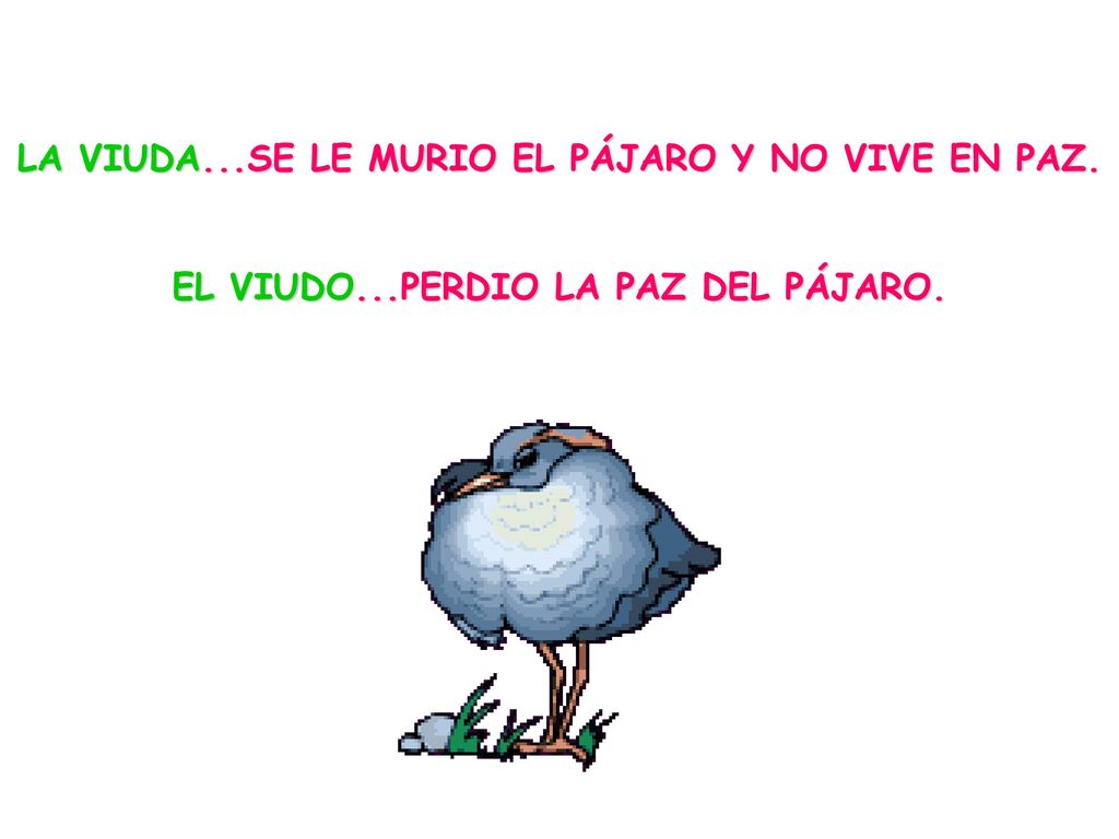 LA VIUDA...SE LE MURIO EL PÁJARO Y NO VIVE EN PAZ.