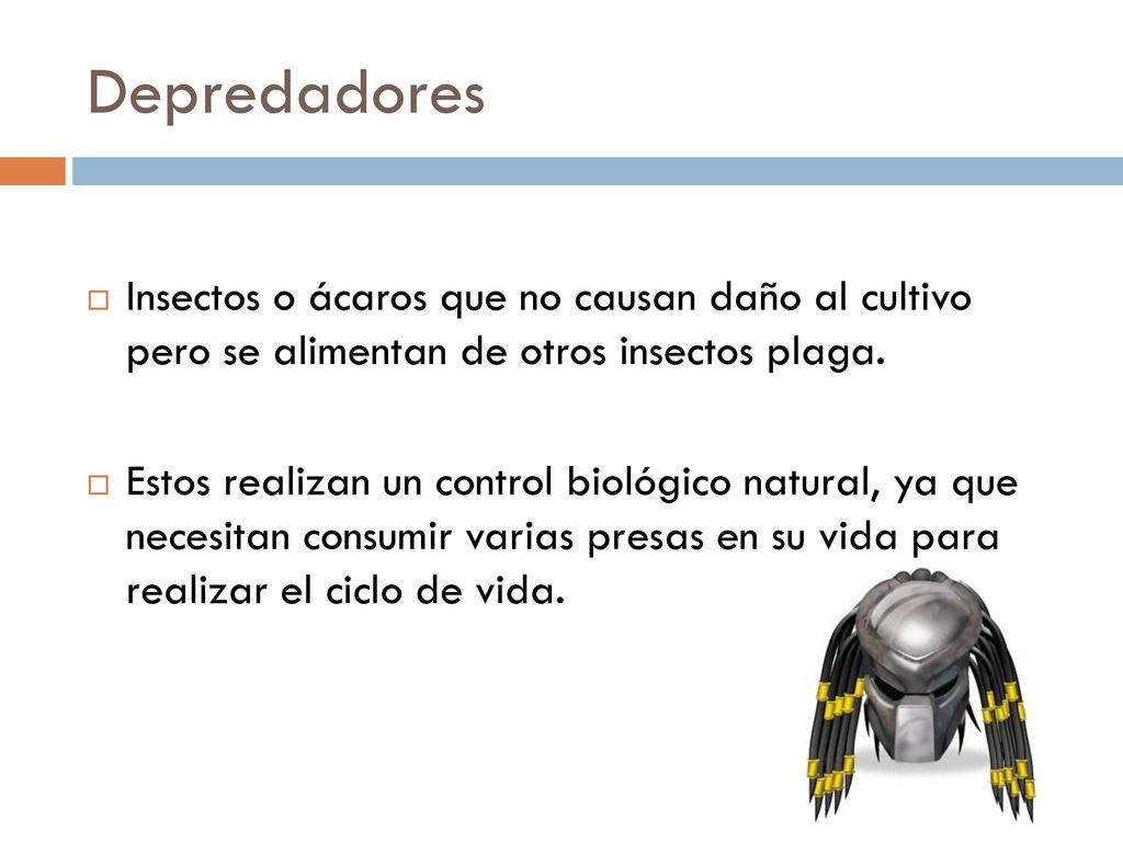 Depredadores Insectos o ácaros que no causan daño al cultivo pero se alimentan de otros insectos plaga.