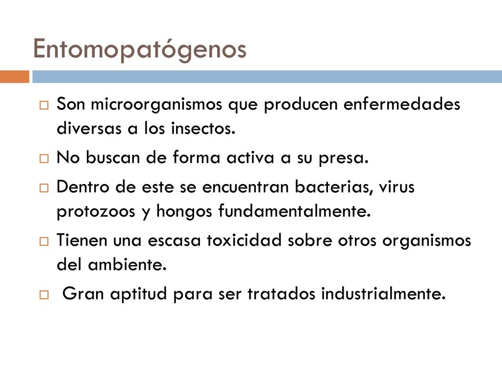 Entomopatógenos Son microorganismos que producen enfermedades diversas a los insectos. No buscan de forma activa a su presa.