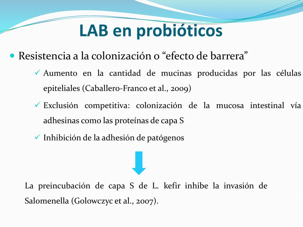 LAB en probióticos Resistencia a la colonización o efecto de barrera