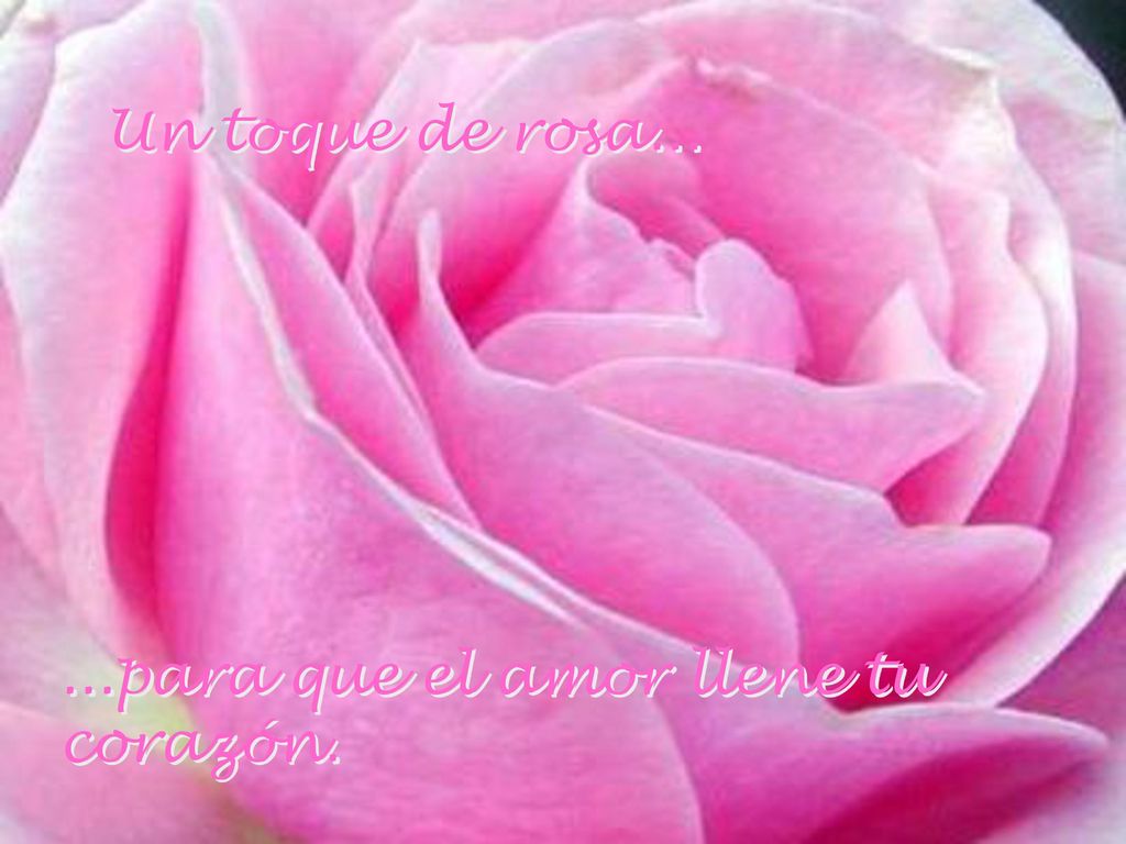 Un toque de rosa para que el amor llene tu corazón.