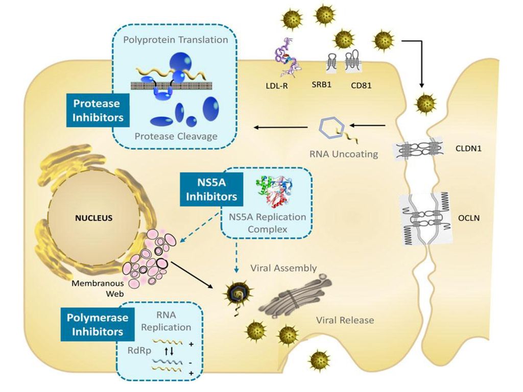 Upon attaching to a sequence of entry factors, the virus enters the cell via clathrin-mediated endocytosis.
