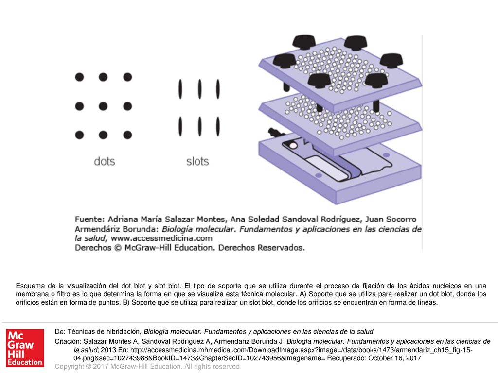 Esquema de la visualización del dot blot y slot blot