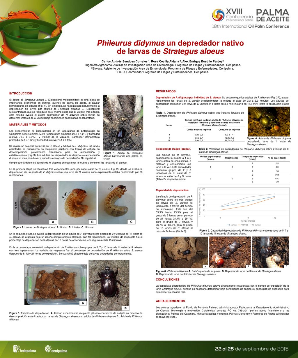 Phileurus didymus un depredador nativo de larvas de Strategus aloeus