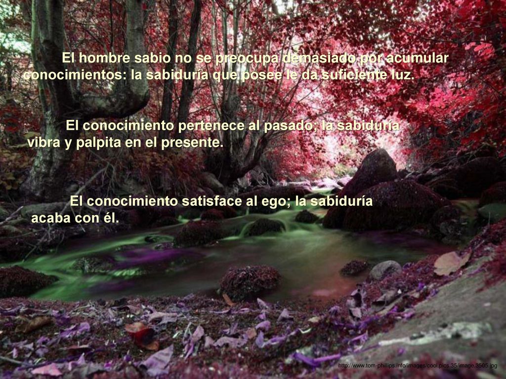 El conocimiento satisface al ego; la sabiduría acaba con él.