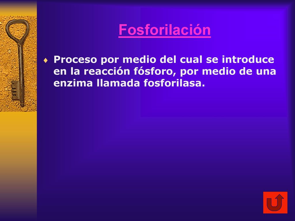 Fosforilación Proceso por medio del cual se introduce en la reacción fósforo, por medio de una enzima llamada fosforilasa.