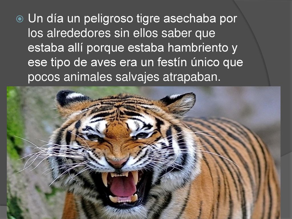 Un día un peligroso tigre asechaba por los alrededores sin ellos saber que estaba allí porque estaba hambriento y ese tipo de aves era un festín único que pocos animales salvajes atrapaban.