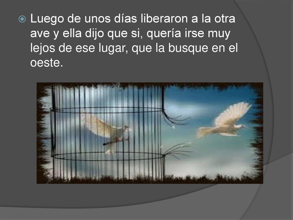 Luego de unos días liberaron a la otra ave y ella dijo que si, quería irse muy lejos de ese lugar, que la busque en el oeste.