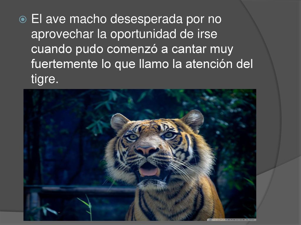 El ave macho desesperada por no aprovechar la oportunidad de irse cuando pudo comenzó a cantar muy fuertemente lo que llamo la atención del tigre.