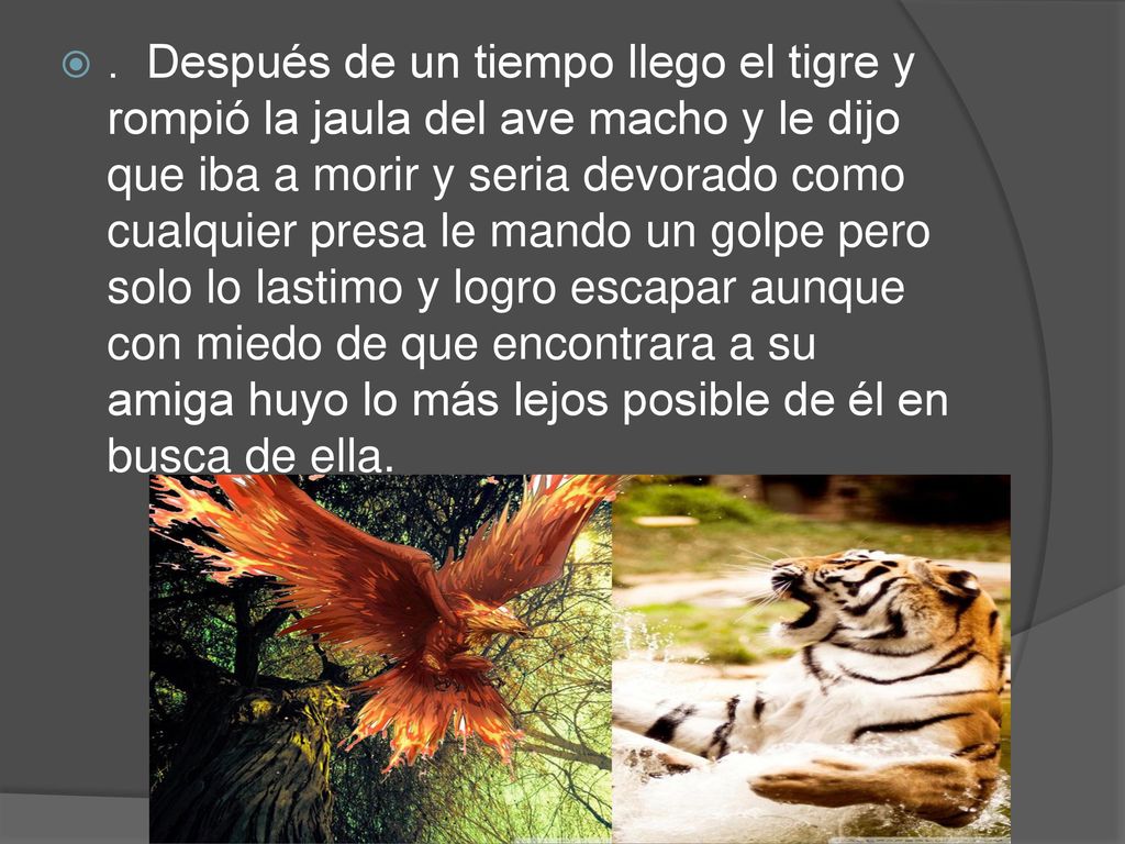 . Después de un tiempo llego el tigre y rompió la jaula del ave macho y le dijo que iba a morir y seria devorado como cualquier presa le mando un golpe pero solo lo lastimo y logro escapar aunque con miedo de que encontrara a su amiga huyo lo más lejos posible de él en busca de ella.