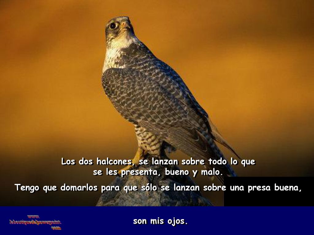 Tengo que domarlos para que sólo se lanzan sobre una presa buena,