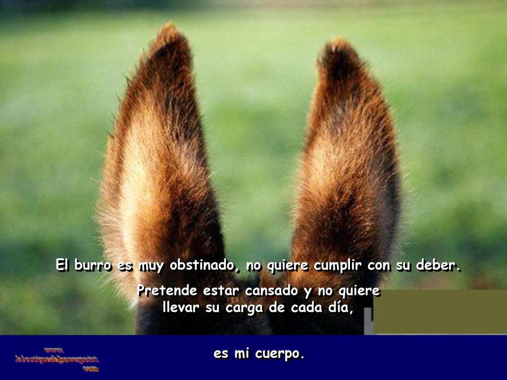 El burro es muy obstinado, no quiere cumplir con su deber.