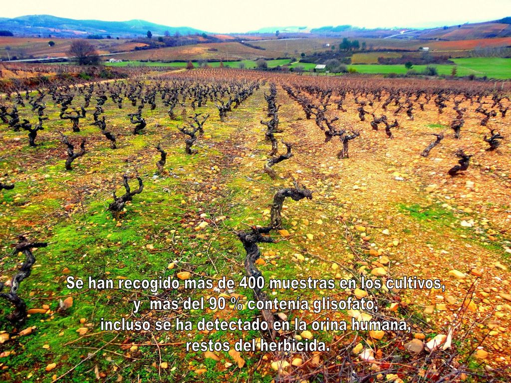 Se han recogido más de 400 muestras en los cultivos,