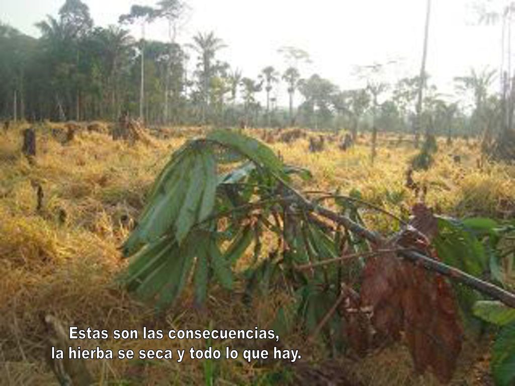 Estas son las consecuencias, la hierba se seca y todo lo que hay.