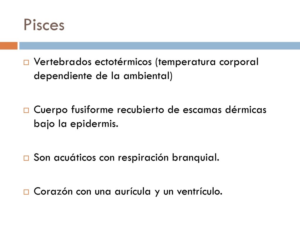 Pisces Vertebrados ectotérmicos (temperatura corporal dependiente de la ambiental)