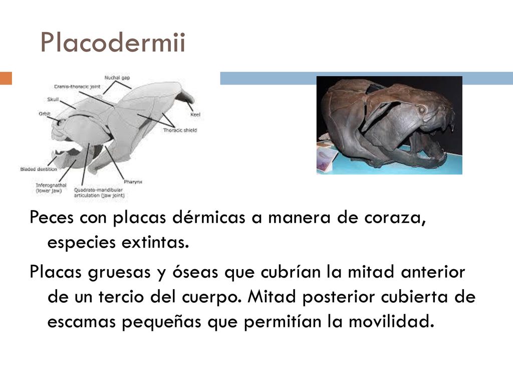 Placodermii Peces con placas dérmicas a manera de coraza, especies extintas.