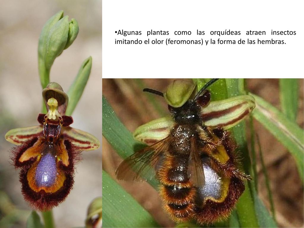 Algunas plantas como las orquídeas atraen insectos imitando el olor (feromonas) y la forma de las hembras.