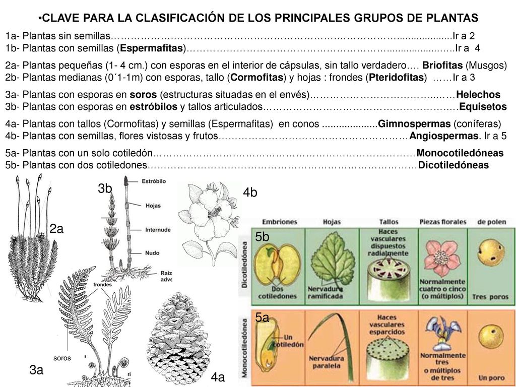 CLAVE PARA LA CLASIFICACIÓN DE LOS PRINCIPALES GRUPOS DE PLANTAS