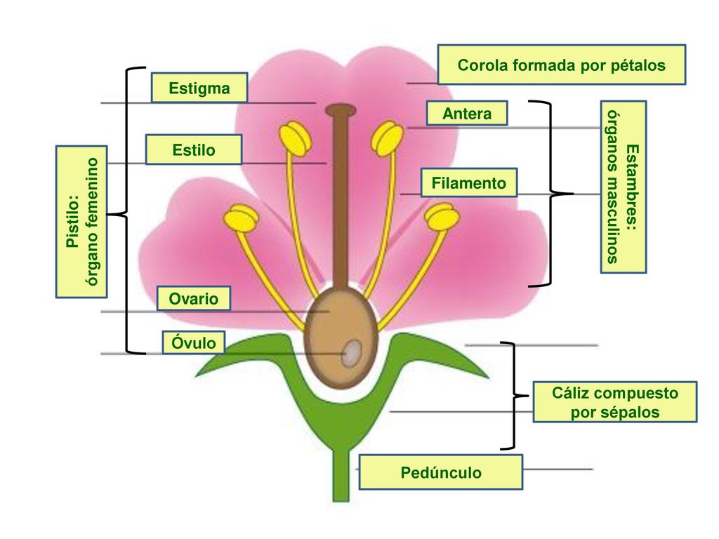 Corola formada por pétalos Cáliz compuesto por sépalos