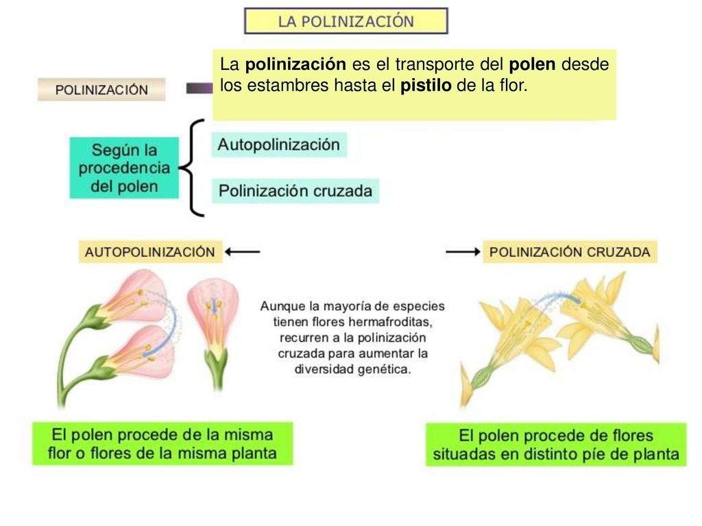 La polinización es el transporte del polen desde los estambres hasta el pistilo de la flor.